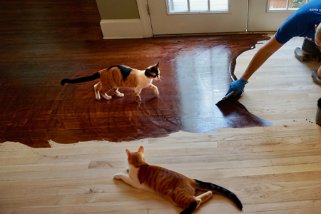Cat walking on fresh stain - no cat was harmed, we photoshopped in the cats! 